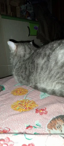 Стикер Котики