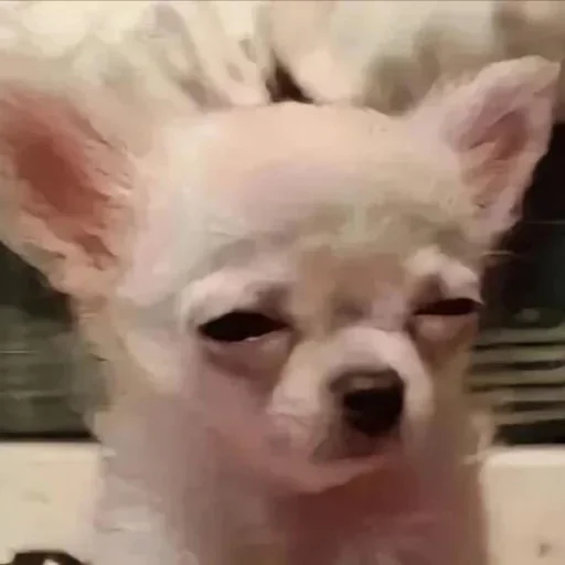 Стикер Песели