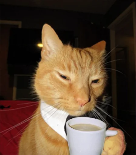 Стикер коты