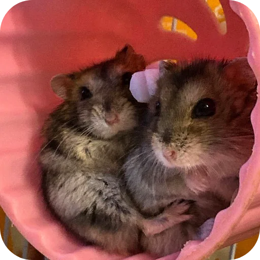 Стикер Hamsters