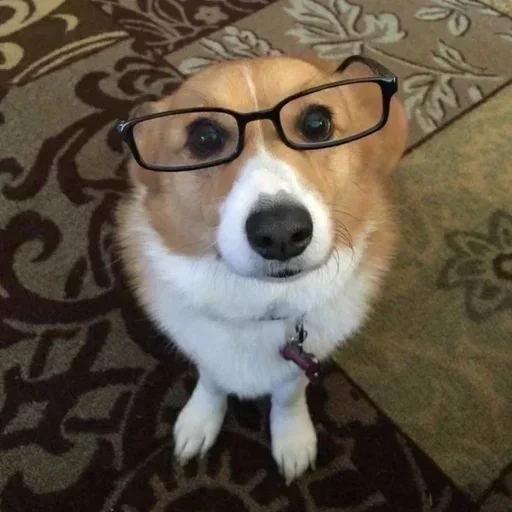Стикер Dogs