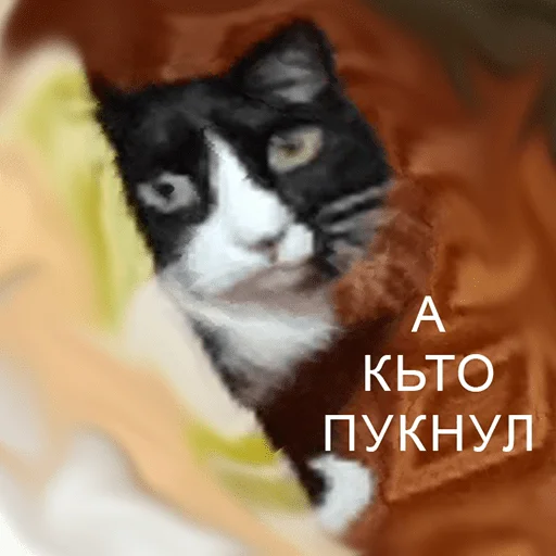 Стикер чикибамбони