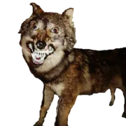 Стикер taxiderm