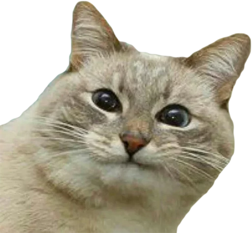 Стикер Эти ебучие коты