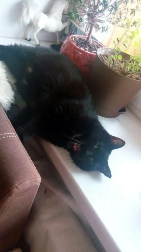 Стикер 1000 и 1 це кiт