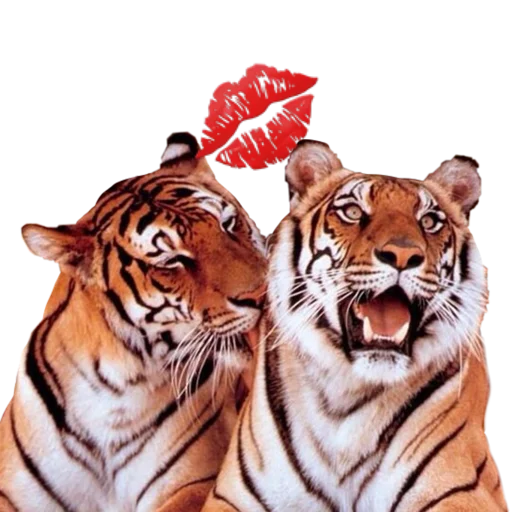 Стикер Tigers love
