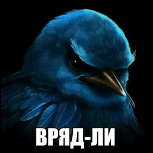 Стикер Birds Memes