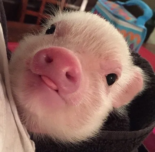 Стикер Хрюшки