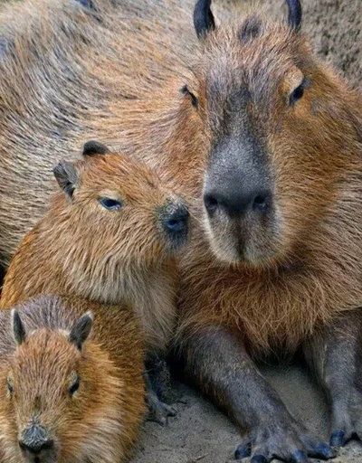 Стикер Капибары