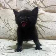 Стикер Тостер или жизнь