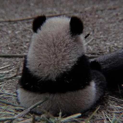 Стикер panda