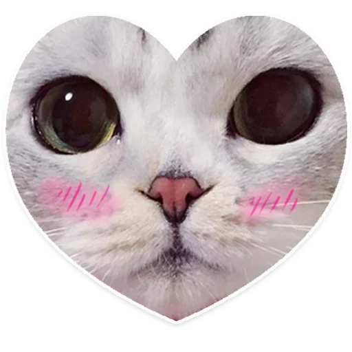 Стикер ✨💖~ TSE LIUBOV ~💖✨