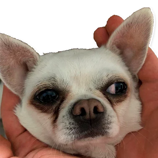 Стикер Цобакк