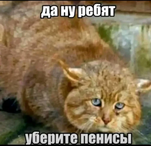 Стикер Birds Memes