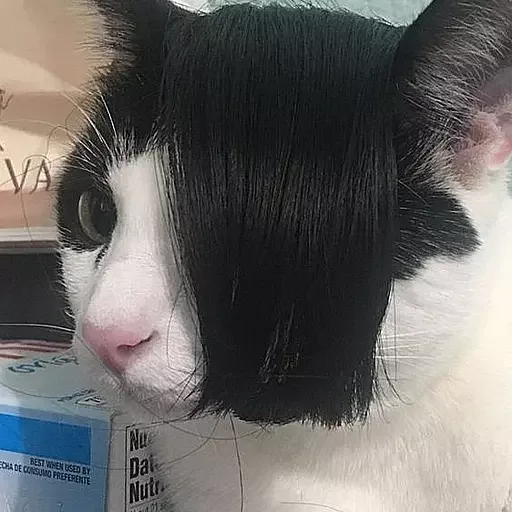 Стикер НеКэт