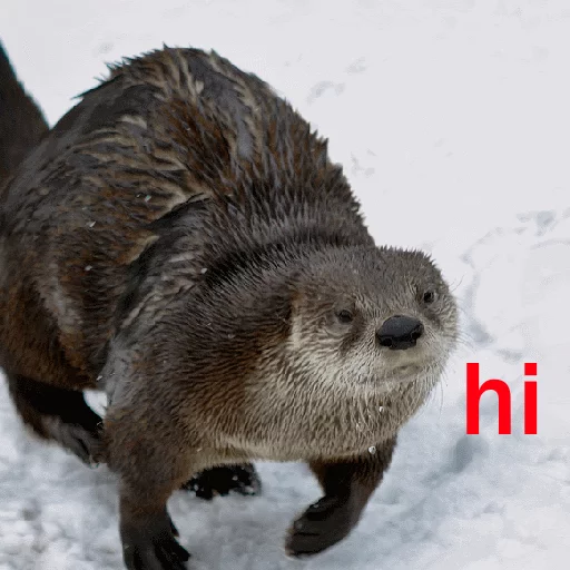 Стикер Ultra Lutra