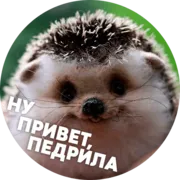 Стикер ? Hedgehog memes