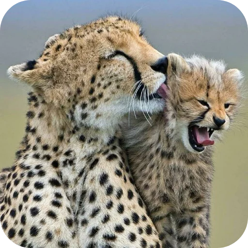 Стикер Животинки