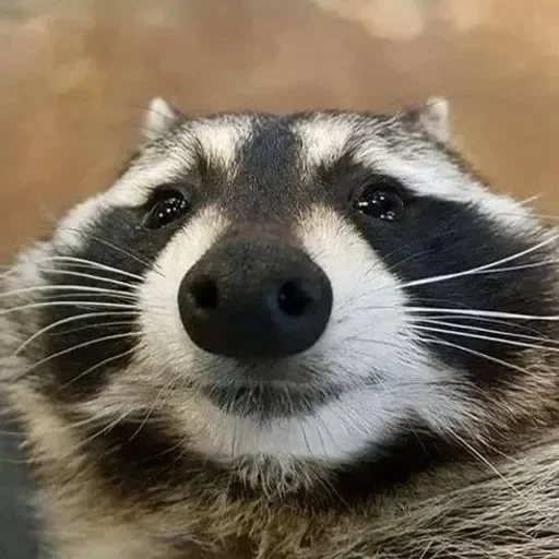 Стикер Енот