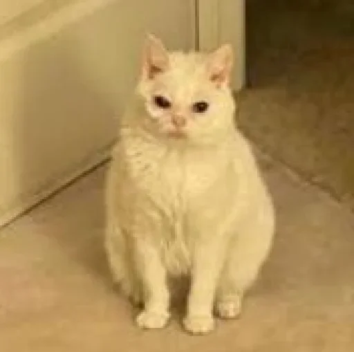 Стикер Утомленный кот