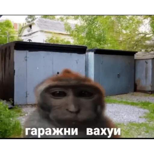 Стикер вахуи