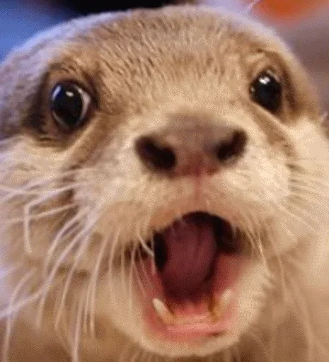 Стикер Выдра тоже любит