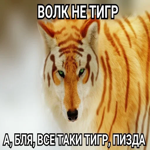 Стикер Волчья Стая