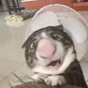 Стикер выпукиваем котов