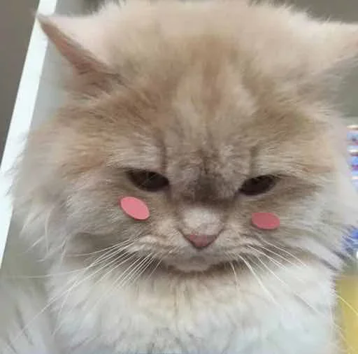 Стикер Kitty