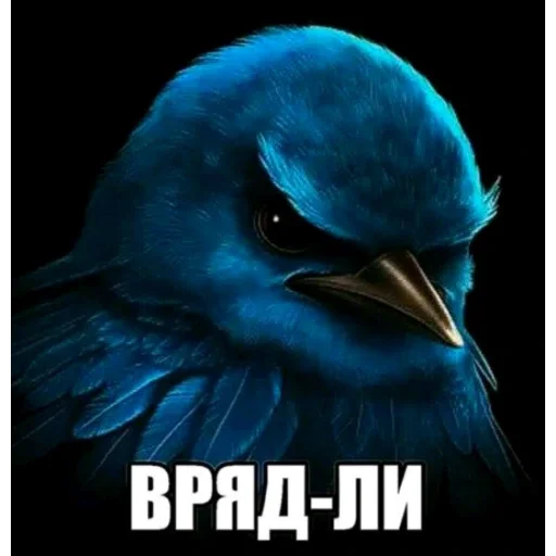Стикер Birds Memes