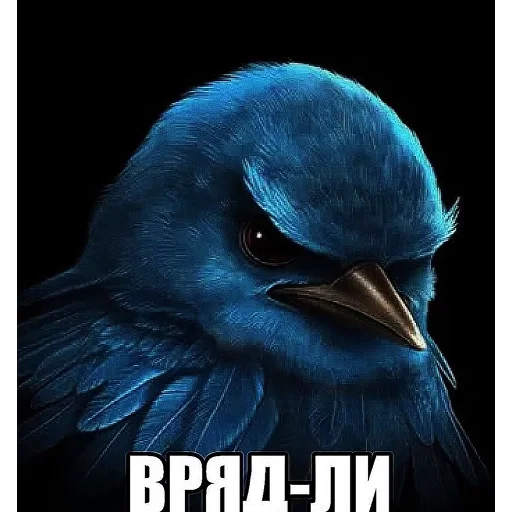 Стикер Birds Memes