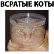 Стикер Всратые Коты