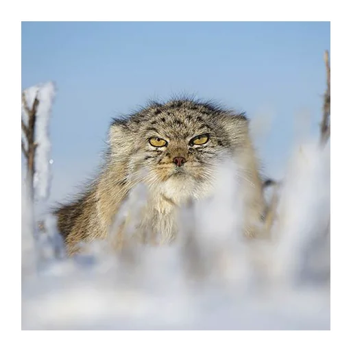 Стикер Дикие манулы