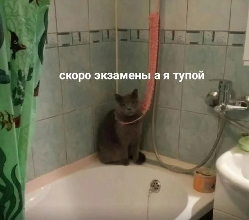 Стикер котики
