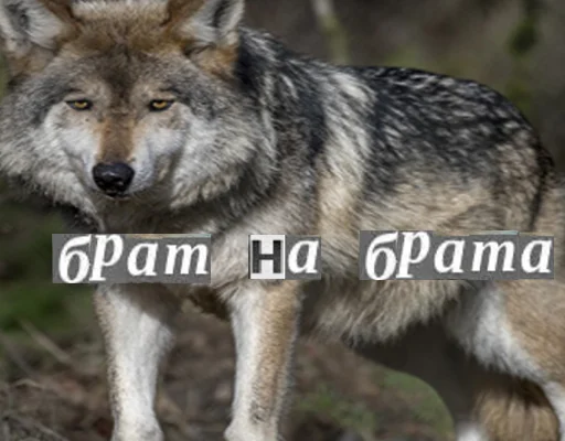Набор стикеров