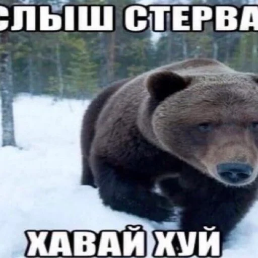 Стикер клёва