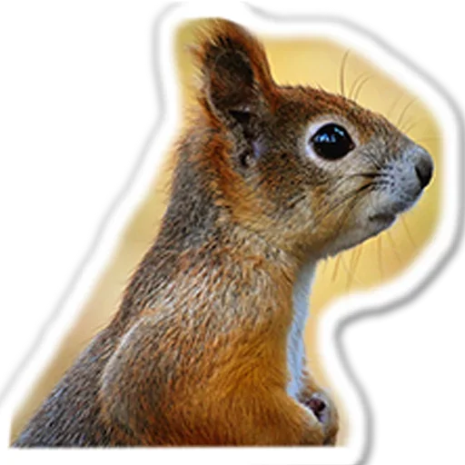 Стикер Approach