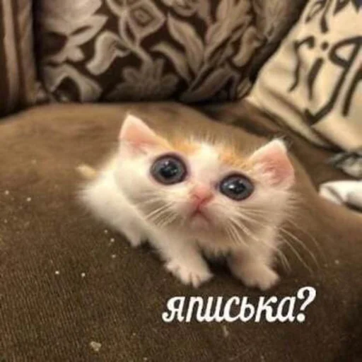 Стикер я писька?