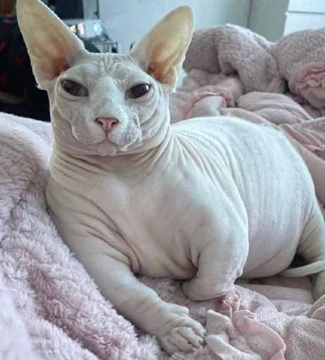 Стикер кошечка гламурная