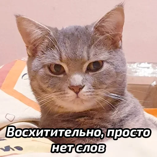 Стикер Бабские стикеры
