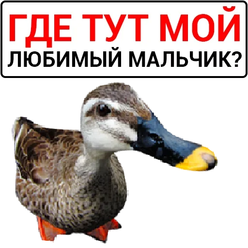 Стикер Злая Утка