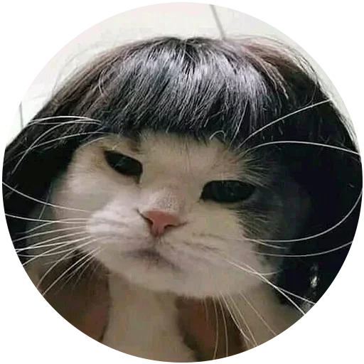 Стикер Злой Кот